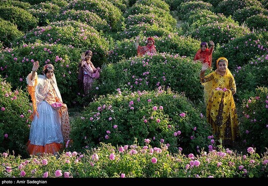برداشت گل محمدی از باغات میمند - فارس