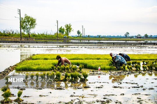 نشاء برنج در مازندران