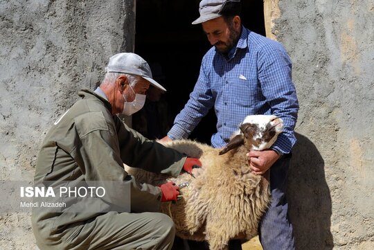 واکسیناسیون دام در روستاهای خراسان شمالی