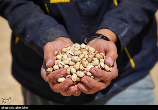 برداشت پسته در خراسان شمالی