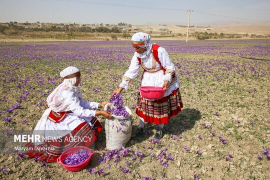 برداشت «طلای سرخ» از مزارع خراسانشمالی
