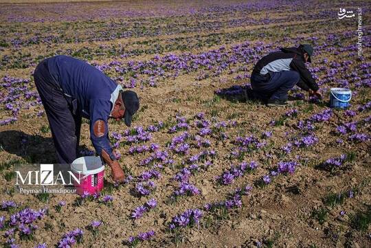 برداشت زعفران در فاروج