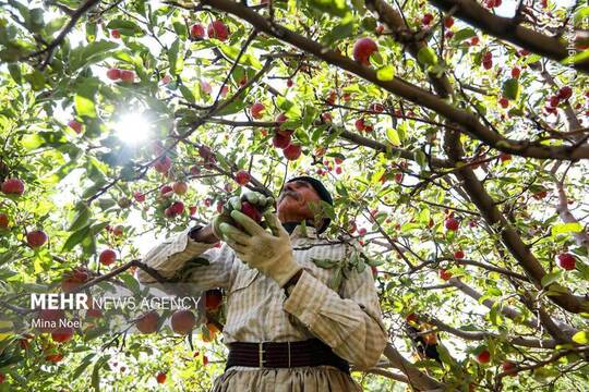 برداشت سیب در باغهای مرتفع مراغه