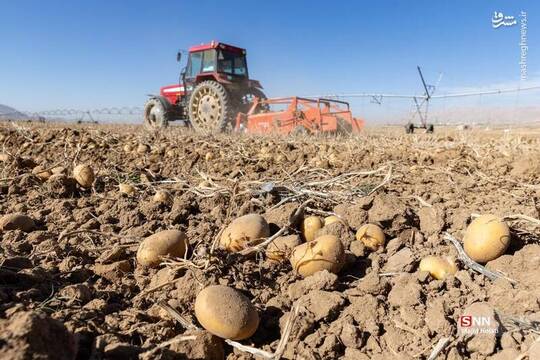 برداشت سیب زمینی از مزارع فیروزکوه