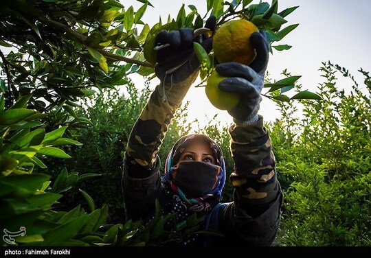 تولید ملی برای رفع محرومیت - برداشت نارنگی از باغات هاشمآباد گرگان