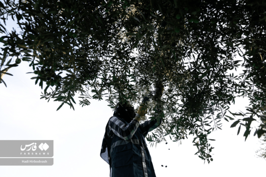 درخت صلح، روزی میدهد و آباد میکند