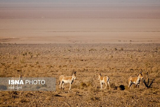 پارک ملی کویر؛ امید گور ایرانی