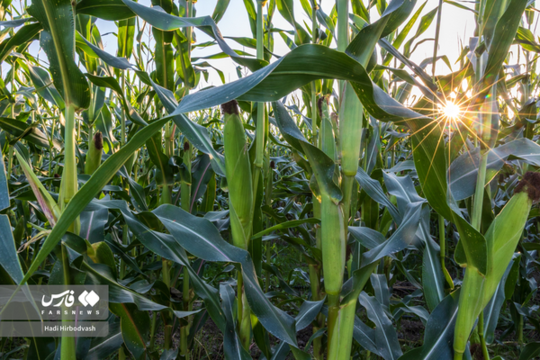 در مسیر سبز تولید و خودکفایی