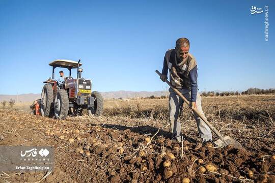 برداشت سیب‌زمینی در زنجان