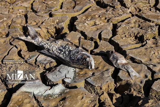 خشکسالی بند عبدل آباد و مرگ هزاران ماهی