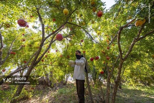 نیمه اول آبان ماه فصل برداشت انار در استان یزد است. برداشت انار در باغشهر تفت ۲۰ روز ادامه دارد. مهمترین ویژگی انار این منطقه این است که قابلیت نگهداری بیش از پنج ماه در انبارهای معمولی را دارد.