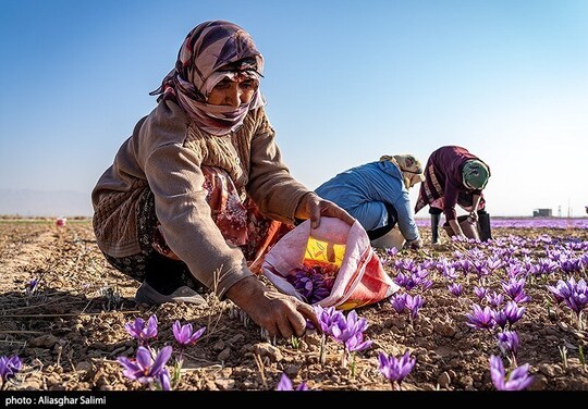 برداشت زعفران در خراسان شمالی