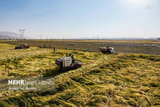 برداشت برنج در سرله میداوود