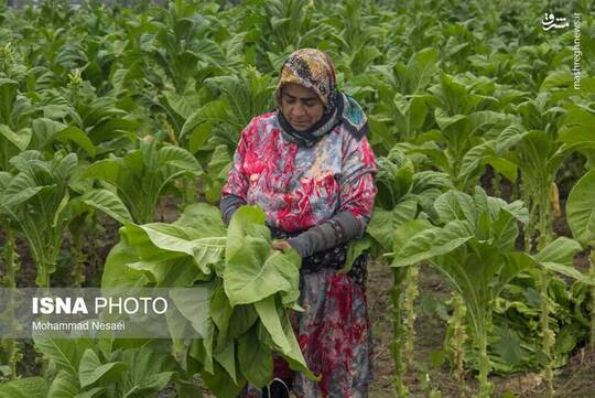 برداشت توتون در گلستان