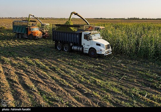 برداشت ذرت علوفه ای دام