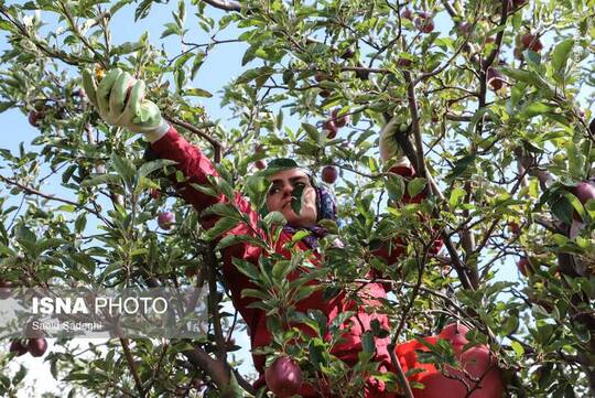 برداشت سیب از باغات مراغه