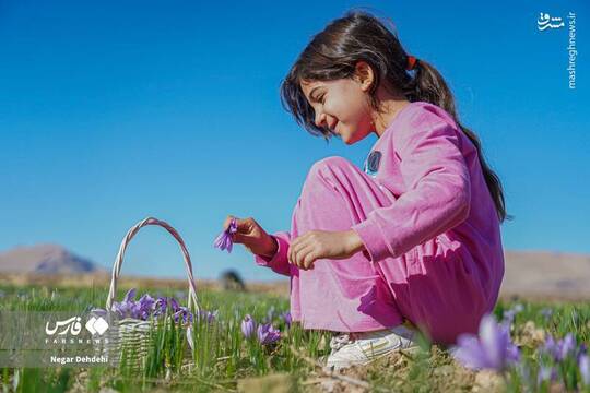 برداشت طلای سرخ در لرستان