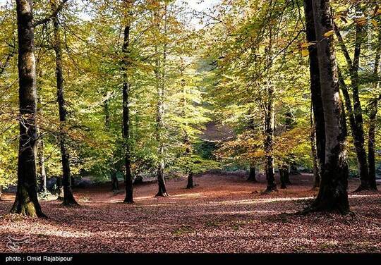با رسیدن به اواسط فصل پاییز، مناطق جنگلی گیلان شاهد اوج زیبایی‌های بصری خود هستند.