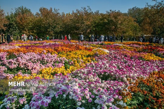 نهمین جشنواره گل‌های داودی از ۱۸ مهر افتتاح و تا ۳۰ آذر در باغ گیاه‌شناسی ملی ایران برگزار می‌شود.