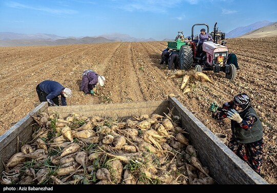 برداشت چغندر قند در شهرستان سلسله