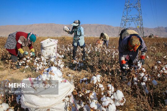 برداشت پنبه از مزارع خراسان شمالی