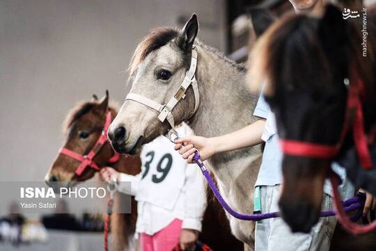 جشنواره زیبایی اسب کاسپین در انزلی