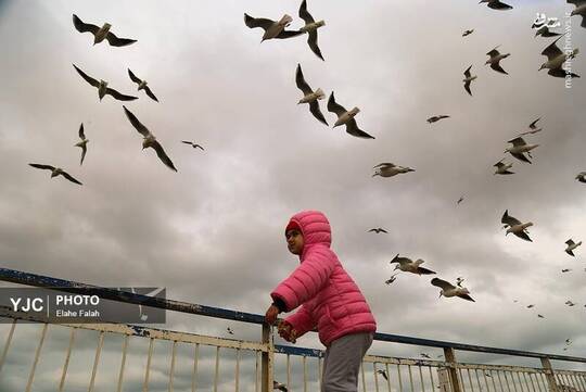 کاکایی‌های بندر انزلی