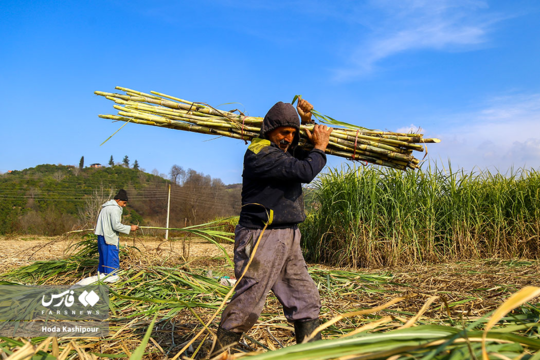 برداشت نیشکر در ریکنده قائم‌شهر