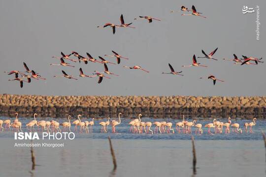 فلامینگوها میهمان آب‌های گرم خلیج فارس