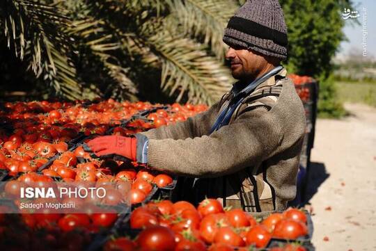 برداشت گوجه فرنگی خارج از فصل در بردخون