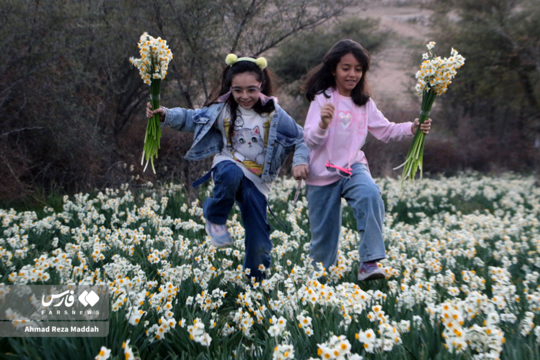 جشنواره گل نرگس کازرون