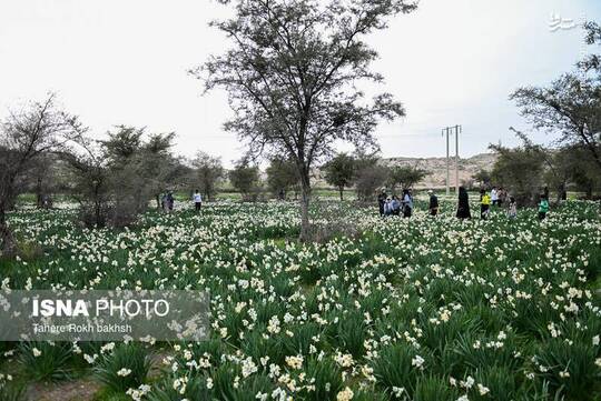 هشتمین جشنواره گل نرگس در کازرون