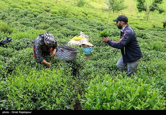 آغاز برداشت نوبرانه چای در لاهیجان