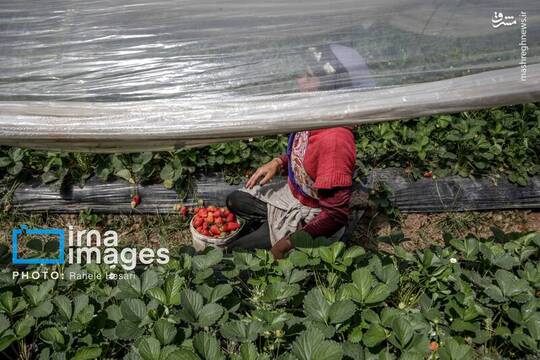 با آغاز فصل برداشت توت‌فرنگی در روستای شفیع‌آباد شهرستان رامیان، مزارع این منطقه بار دیگر به یکی از پررفت‌وآمدترین نقاط کشاورزی شرق گلستان تبدیل شده‌اند