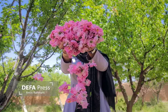 برداشت گل محمدی و گلاب گیری - قزوین