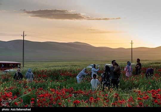 دشت شقایق یکی از جلوهای زیبای طبیعت است .این گل حساس وظریف هرساله اواسط اردیبهشت تاخردادماه رویش دارد.
