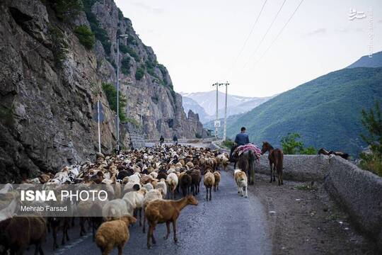 کوچ سالانه دامداران سنتی در محور کرج چالوس